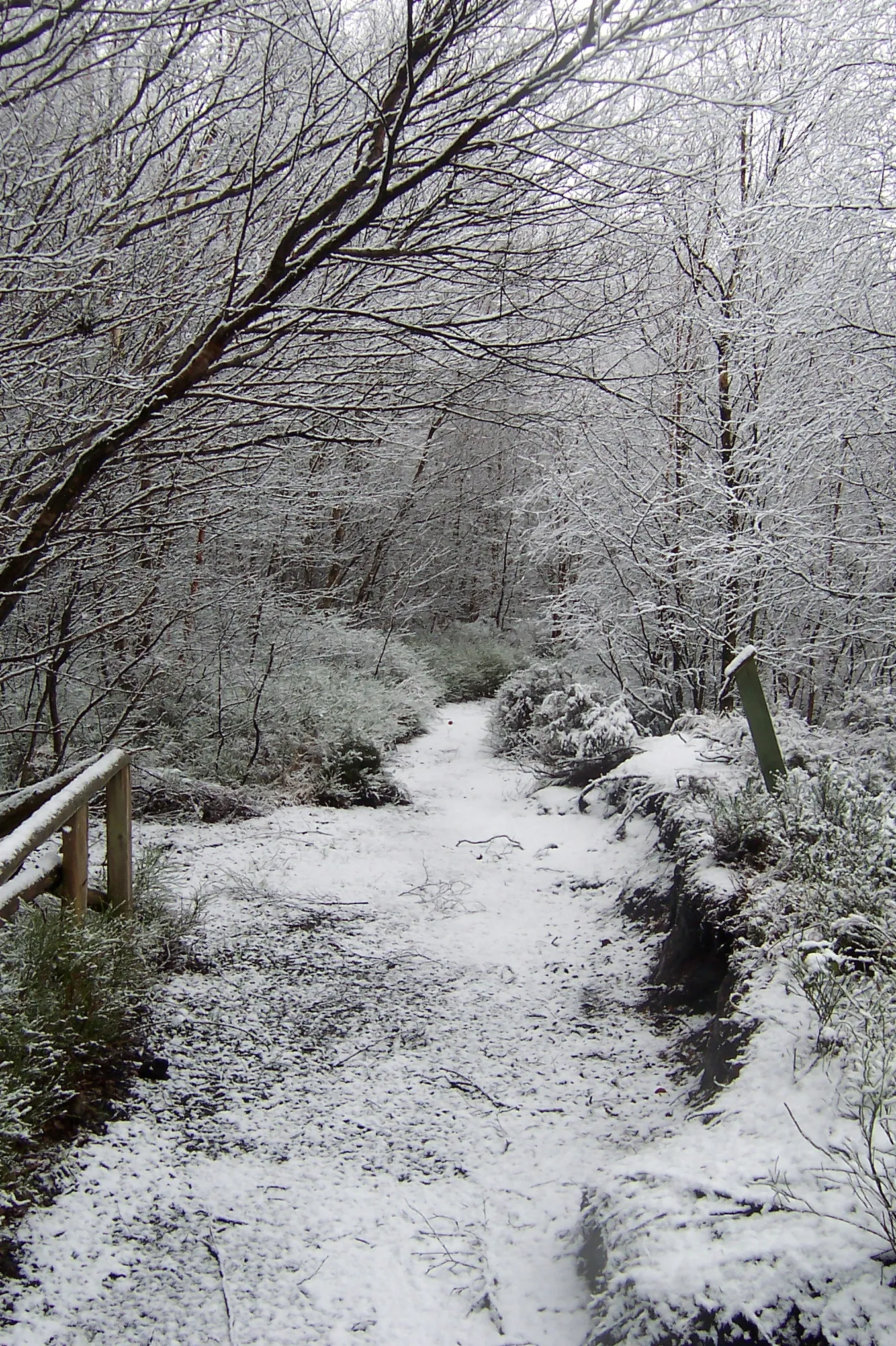 Woodland Walks in winter