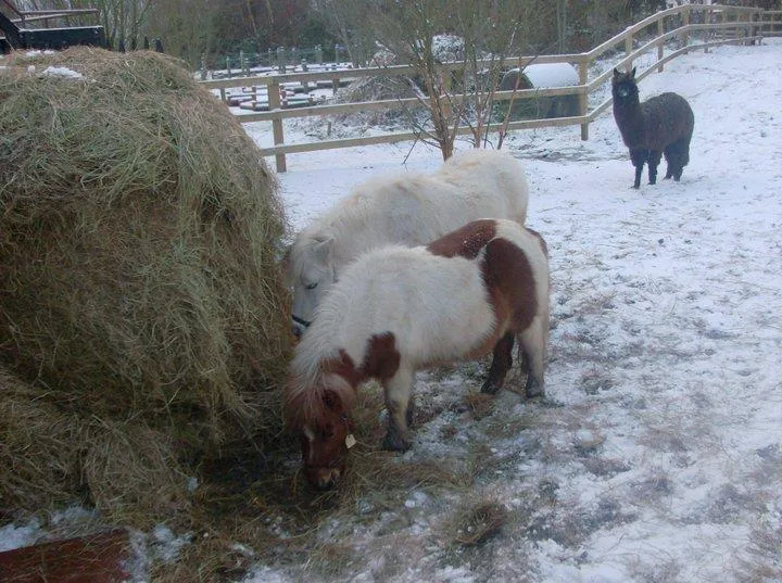 horses feeding on hay in the winter