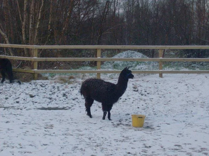 black alpaca in the winter