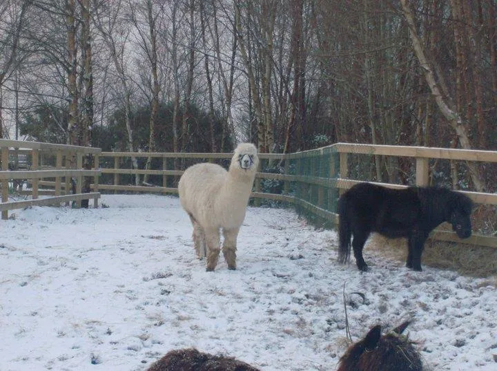 alpacas in the winter