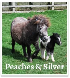 Peaches and Silver