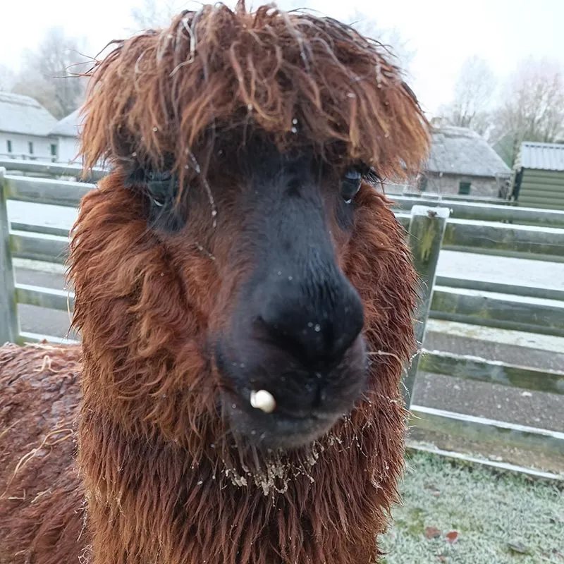 Alpaca at Lullymore Heritage & Discovery Park Pet Farm