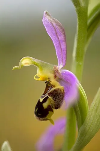 Bee and Orchid photo by Tina Claffey