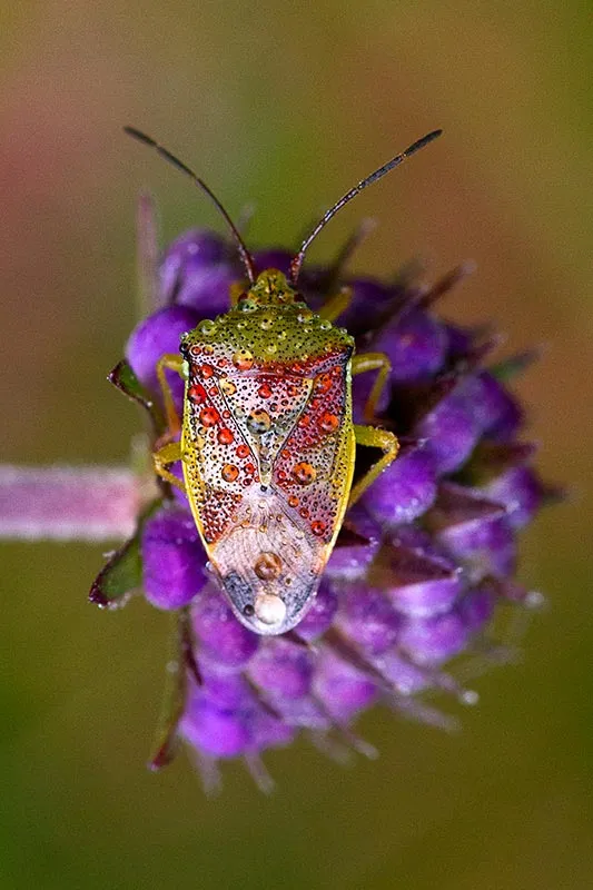Birch Shieldbug photo by Tina Claffey