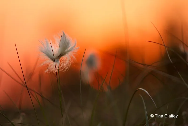Bog Cotton at Sundown photo by Tina Claffey