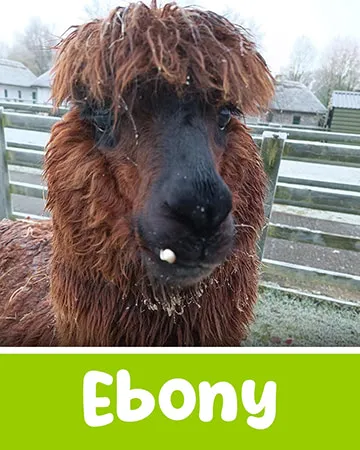 Ebony the Alpaca at Lullymore