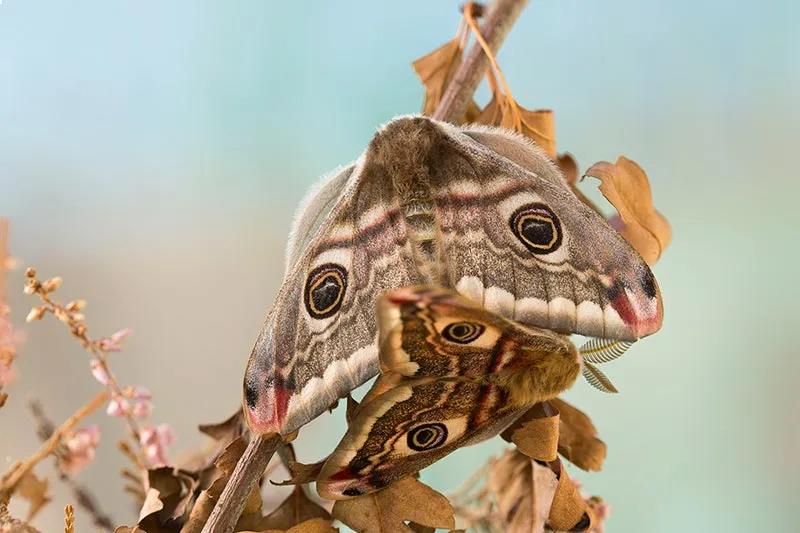 Emperor Moths Mating photo by Tina Claffey