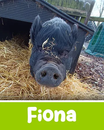 Fiona the Pig at Lullymore