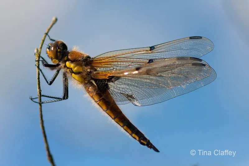 Four Spot Chaser Dragonfly photo by Tina Claffey