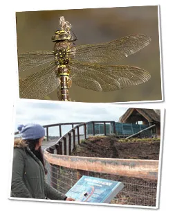 Lullymore Peatland Biodiversity Trail Image Collage