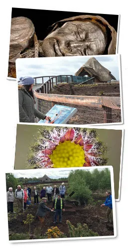 Lullymore Peatlands Image Collage