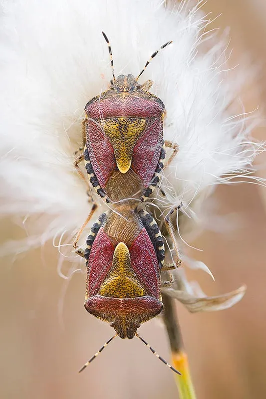 Mating Hairy Shieldbugs photo by Tina Claffey