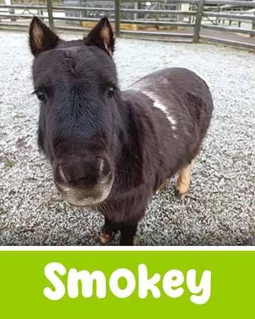 Smokey the Horse at Lullymore