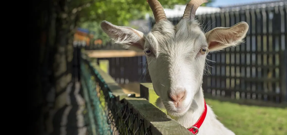 Toggles the Goat at Lullymore Pet Farm