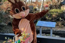 Lullymore Easter Bunny at Fairy Bower Resized Jpeg